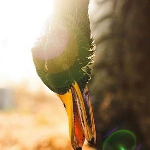 Meet your Posher, Noah